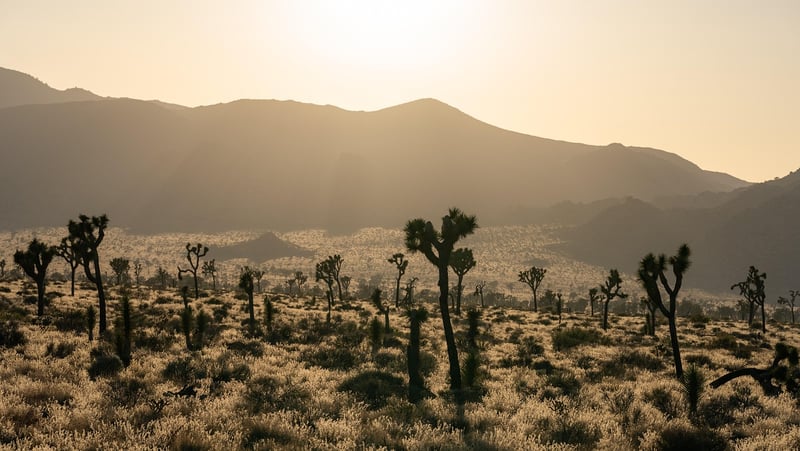 Wild West Desert